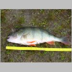 Tust  25.9.2008 -1.JPG